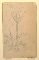 Tegning, Botaniske studier af træ, maj-juni 1857