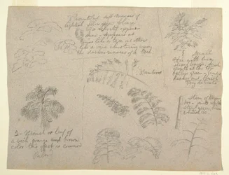 Tegning, Botaniske studier, set fra Rio Magdalena, Colombia, 1853