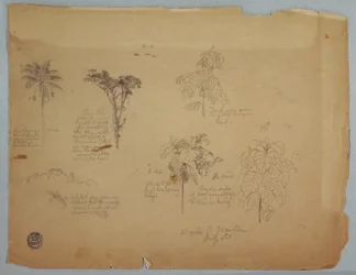 Tegning, Botaniske studier med flyvende papegøjer, Boquia, Colombia, juli 1853
