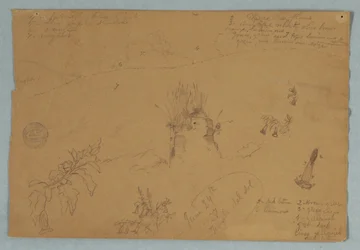 Tegning. Botaniske og skyskitser nær Quito, Ecuador