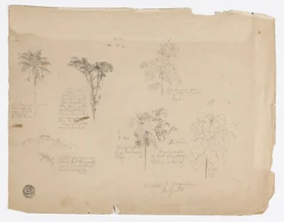 Tegning.  Botaniske skitser fra Colombia.