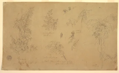 Tegning, Botaniske skitser, "nær Jorje", 23. juli 1857