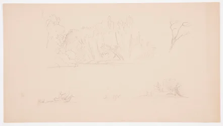 Tegning, Botaniske skitser: træ, træer ved kysten, september 1876