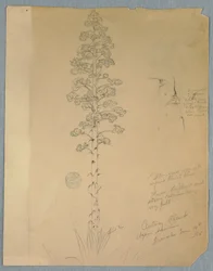 Tegning, århundredeplante, Agave Americana, Jamaica, 14. juni 1865