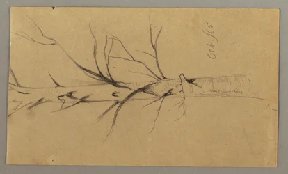 Tegning, Dødt træ, oktober 1865