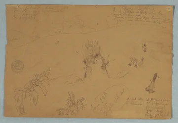 Tegning, Tegning.  Botaniske skitser og skyer nær Quito, Ecuador, 24. juni 1857