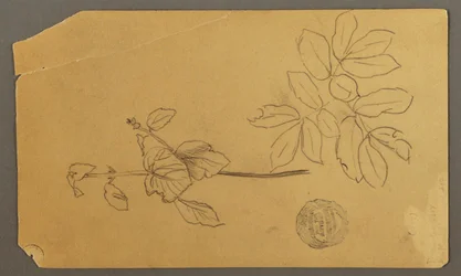 Tegning, Tegning.  Skitser.  Stængel af en plante.   Grene med blade, muligvis 1877