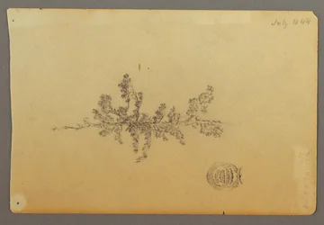 Tegning, Stedsegrønt træ, 1844