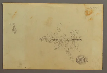 Tegning, Stedsegrønt træ, 1844