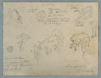 Tegning, Fem botaniske studier med en hængende abe, formentlig Colombia, 1853