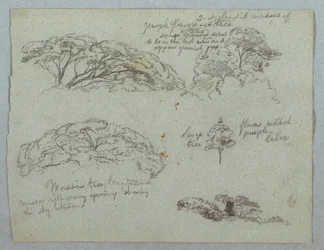 Tegning, Fem studier af trætoppe, Rio Magdalena, Colombia, 1853, sandsynligvis maj