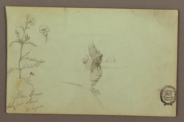 Tegning, Blomstrende plante og en sten mellem de amerikanske og canadiske vandfald ved Niagara, muligvis 1858