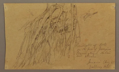Tegning, hængende rødder, Galleway Hill, august 1865
