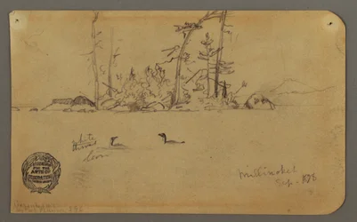 Tegning, Ø, To lomvier, 1878