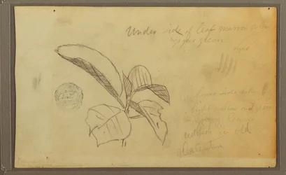 Tegning, blade, 1857