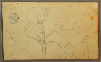 Tegning, blade, 1857