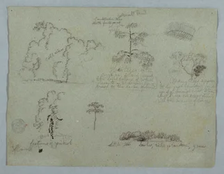 Tegning, Naturstudier, herunder et kandelabertræ med et dovendyr, Rio Magdalena, Colombia, maj 1853