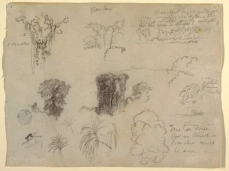 Tegning, Naturstudier, sandsynligvis fra Colombia: Abe, parasitter og træer, 1853