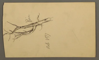 Tegning, fyrretræ, september 1877