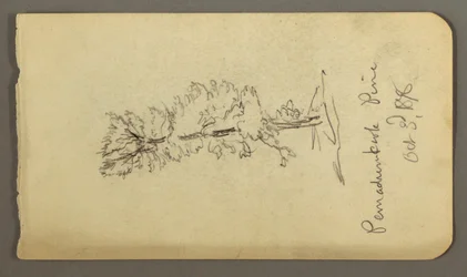 Tegning, fyrretræ, 1878