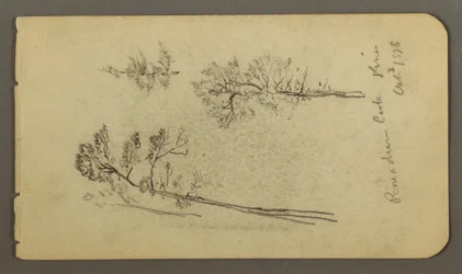 Tegning, studier af fyrretræer, 1878