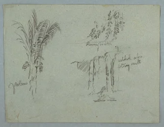 Tegning, Plantestudier fra Rio Magdalena, Colombia, 1853, sandsynligvis maj
