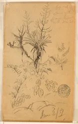 Tegning, studie af planter og træer, 2. juni 1857