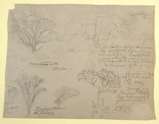 Tegning, Serie af botaniske studier, herunder en alligator og et monstrøst træ, set fra Rio Magdalena, Colombia, 1853