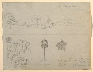 Tegning, Skitser fra Colombia:  Bredden af en flod eller bugt og træer, 1853