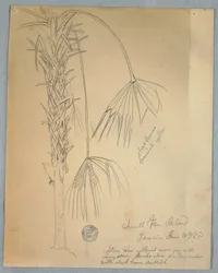 Tegning, lille viftepalme, Jamaica, 14. juni 1865
