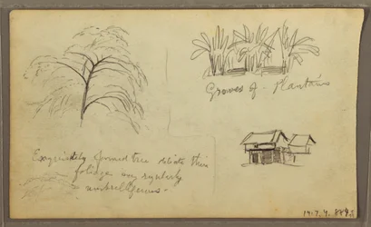 Tegning, gadehjørne i Guaquil, Ecuador; bagside: Botaniske skitser, hus, Ecuador eller Colombia, 1857
