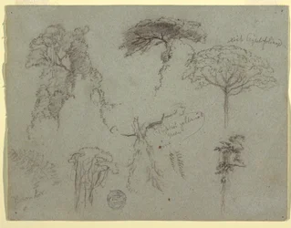Tegning, Studier af træer, Ecuador, 1853