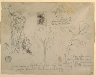 Tegning, Studier af træer og planter set fra Rio Magdalena, Columbia, 1853