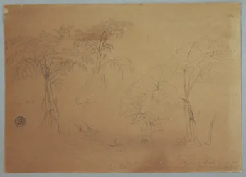 Tegning, studie af to træer og tre planter, nær Jorje, Ecuador, 23. juli 1857