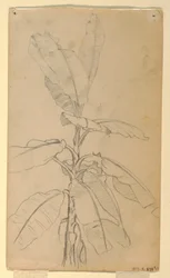 Tegning, studie af en langbladet plante, maj og juni 1857