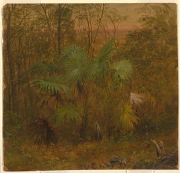 Tegning, Thatch Palm, Jamaica, maj 1865