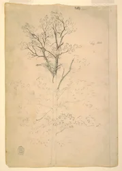Tegning, træ, september 1844