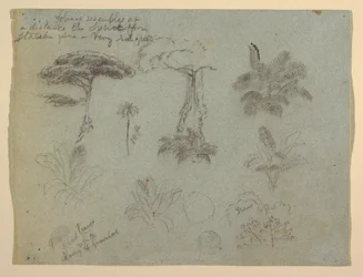 Tegning, Træstudier set fra Rio Magadalena, Colombia, 1853