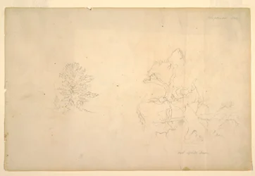 Tegning, Træ og død træstamme, september 1844