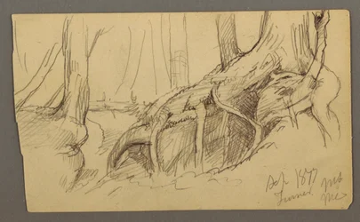 Tegning, trærødder, der vokser over en kampesten (Turner Mountain), 1877