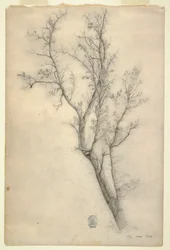 Tegning, Træ med mange grene, juli 1844
