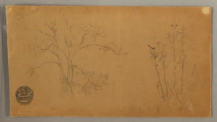 Tegning, Træer og planter, Elecampene, september 1856
