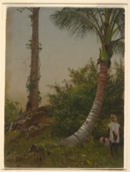 Tegning, Træer på Jamaica, Vestindien, 1865