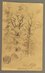 Tegning, To træer, 1877