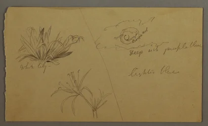 Tegning, Hvid lilje, måne, muligvis 1865-66