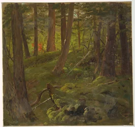 Skov i Jamaica