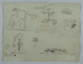 Naturstudier inklusive et Candelabra -træ med en dovendyr, Rio Magdalena, Colombia