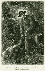 En trøffelsøgende. Gravering af Lix for at illustrere historien A Through Alsace and Lorraine, af Charles Grad, tysk deputeret, i 1884, i tour du monde 1886, instrueret af Edouard Charton (1807-1890), Hachette, Paris.