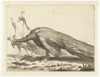 Påfugle; Abraham Bloemaerts tegnebog (serietitel)