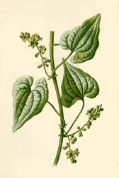 Black Bryony, 1877.